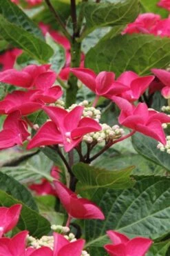 Teller Red Hydrangea - 1 Gallon Pot -Flowers World Shop hydrangea macrophylla teller red 4