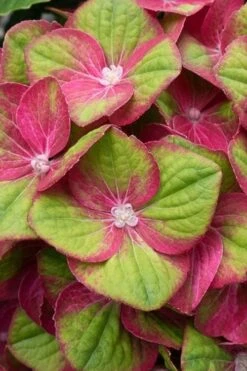 Tilt-A-Swirl Hydrangea - 3 Gallon Pot 17 Tilt-A-Swirl Hydrangea - 3 Gallon Pot -Flowers World Shop hydrangea macrophylla tilt a swirl 4