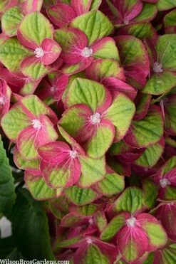 Tilt-A-Swirl Hydrangea - 3 Gallon Pot - SALE -Flowers World Shop hydrangea macrophylla tilt a swirl 5 1