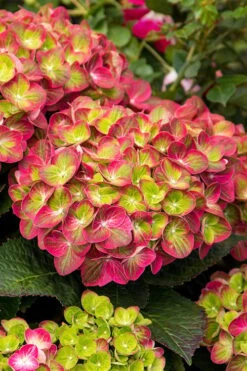 Tilt-A-Swirl Hydrangea - 3 Gallon Pot 14 Tilt-A-Swirl Hydrangea - 3 Gallon Pot -Flowers World Shop hydrangea macrophylla tilt a swirl 7
