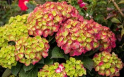 Tilt-A-Swirl Hydrangea - 3 Gallon Pot 16 Tilt-A-Swirl Hydrangea - 3 Gallon Pot -Flowers World Shop hydrangea macrophylla tilt a swirl 8