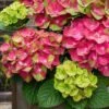 Tilt-A-Swirl Hydrangea - 3 Gallon Pot 1 Tilt-A-Swirl Hydrangea - 3 Gallon Pot -Flowers World Shop hydrangea macrophylla tilt a swirl 9