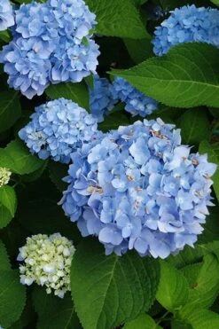 Mini Penny Hydrangea - 1 Gallon Pot 9 Mini Penny Hydrangea - 1 Gallon Pot -Flowers World Shop hydrangea mini penny 500x750202 1