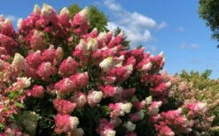 Berry White Panicle Hydrangea - 3 Gallon Pot -Flowers World Shop hydrangea paniculata berry white 4