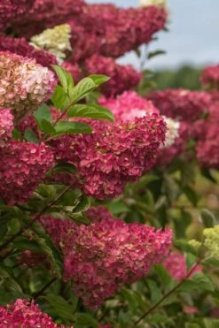 Berry White Panicle Hydrangea - 3 Gallon Pot -Flowers World Shop hydrangea paniculata berry white 5