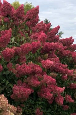 Berry White Panicle Hydrangea - 3 Gallon Pot -Flowers World Shop hydrangea paniculata berry white 7