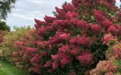 Berry White Panicle Hydrangea - 3 Gallon Pot -Flowers World Shop hydrangea paniculata berry white 8