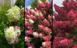 Berry White Panicle Hydrangea - 3 Gallon Pot -Flowers World Shop hydrangea paniculata berry white 9