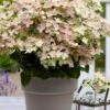 Early Evolution Hydrangea - 1 Gallon Pot -Flowers World Shop hydrangea paniculata early evolution 1