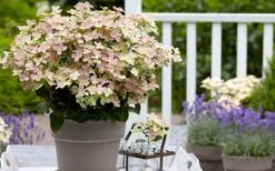 Early Evolution Hydrangea - 1 Gallon Pot -Flowers World Shop hydrangea paniculata early evolution 2