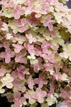 Early Evolution Hydrangea - 1 Gallon Pot -Flowers World Shop hydrangea paniculata early evolution 4