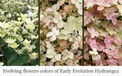 Early Evolution Hydrangea - 1 Gallon Pot -Flowers World Shop hydrangea paniculata early evolution 5