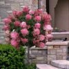 Fire Light Hydrangea - Single Trunk Topiary Tree - 5 Gallon Pot -Flowers World Shop hydrangea paniculata fire light tree form standard 2