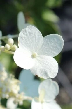 Kyushu Hydrangea - 3 Gallon Pot -Flowers World Shop hydrangea paniculata kyushu 23