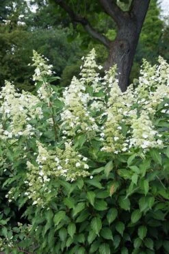 Kyushu Hydrangea - 3 Gallon Pot -Flowers World Shop hydrangea paniculata kyushu 5