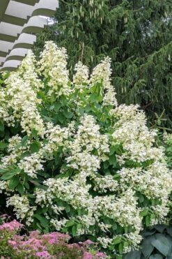 Kyushu Hydrangea - 3 Gallon Pot -Flowers World Shop hydrangea paniculata kyushu 7