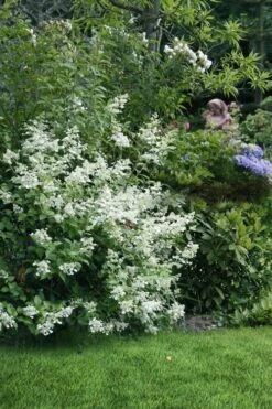 Kyushu Hydrangea - 3 Gallon Pot -Flowers World Shop hydrangea paniculata kyushu 9