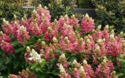 Flare Hydrangea - 3 Gallon Pot -Flowers World Shop hydrangea paniculata lava lamp flare 11