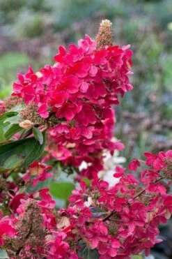 Flare Hydrangea - 3 Gallon Pot -Flowers World Shop hydrangea paniculata lava lamp flare 15 1