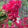 Flare Hydrangea - 3 Gallon Pot -Flowers World Shop hydrangea paniculata lava lamp flare 15