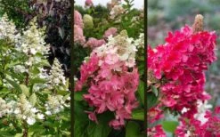 Flare Hydrangea - 3 Gallon Pot -Flowers World Shop hydrangea paniculata lava lamp flare 16