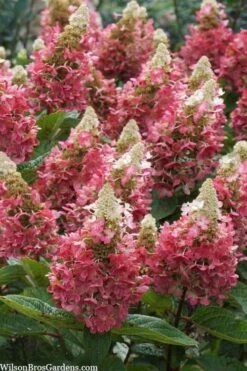 Flare Hydrangea - 3 Gallon Pot -Flowers World Shop hydrangea paniculata lava lamp flare 3