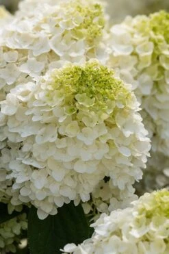 Little Hottie Hydrangea - 3 Gallon Pot 12 Little Hottie Hydrangea - 3 Gallon Pot -Flowers World Shop hydrangea paniculata little hottie 1 1