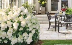 Little Hottie Hydrangea - 3 Gallon Pot 14 Little Hottie Hydrangea - 3 Gallon Pot -Flowers World Shop hydrangea paniculata little hottie 5 1