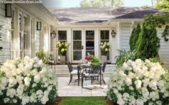 Little Hottie Hydrangea - 3 Gallon Pot 13 Little Hottie Hydrangea - 3 Gallon Pot -Flowers World Shop hydrangea paniculata little hottie 7 1