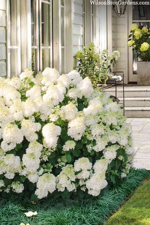 Little Hottie Hydrangea - 3 Gallon Pot 3 Little Hottie Hydrangea - 3 Gallon Pot