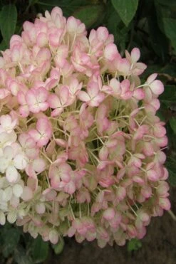 Little Hottie Hydrangea - 3 Gallon Pot 15 Little Hottie Hydrangea - 3 Gallon Pot -Flowers World Shop hydrangea paniculata little hottie 9 1