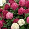 Little Lime Punch Hydrangea - 3 Gallon Pot 2 Little Lime Punch Hydrangea - 3 Gallon Pot -Flowers World Shop hydrangea paniculata little lime punch 1