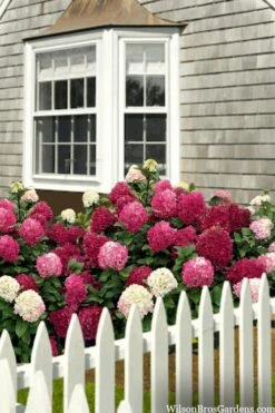 Little Lime Punch Hydrangea - 3 Gallon Pot -Flowers World Shop hydrangea paniculata little lime punch 2