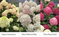 Little Lime Punch Hydrangea - 3 Gallon Pot -Flowers World Shop hydrangea paniculata little lime punch 3