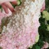 Phantom Hydrangea - 3 Gallon Pot -Flowers World Shop hydrangea paniculata phantom panicle hydrangea 100 1