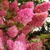 Strawberry Sundae Hydrangea - 1 Gallon Pot -Flowers World Shop hydrangea paniculata strawberry sundae 1 1