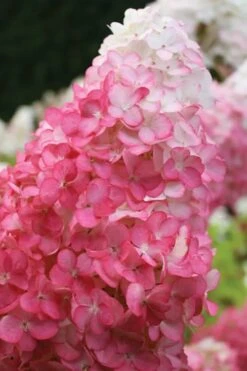Vanilla Strawberry Hydrangea - 1 Gallon Pot -Flowers World Shop hydrangea paniculata vanilla strawberry 20 1