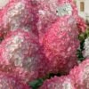 Vanilla Strawberry Hydrangea - 3 Gallon Pot -Flowers World Shop hydrangea paniculata vanilla strawberry 21