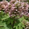 Queen Of Hearts Oakleaf Hydrangea - 3 Gallon Pot 2 Queen Of Hearts Oakleaf Hydrangea - 3 Gallon Pot -Flowers World Shop hydrangea queen of hearts oakleaf 500x750 1