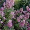 Gatsby Pink Oakleaf Hydrangea - 3 Gallon Pot -Flowers World Shop hydrangea quercifolia gatsby pink 17