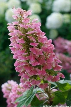 Gatsby Pink Oakleaf Hydrangea - 3 Gallon Pot -Flowers World Shop hydrangea quercifolia gatsby pink 7