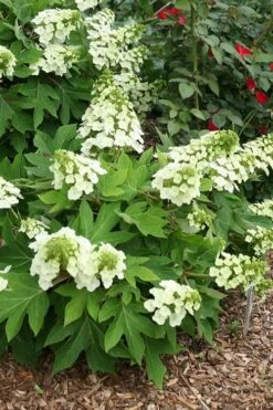 Pee Wee Dwarf Oakleaf Hydrangea - 1 Gallon Pot -Flowers World Shop hydrangea quercifolia pee wee oakleaf 1