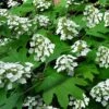 Pee Wee Dwarf Oakleaf Hydrangea - 2 Gallon Pot -Flowers World Shop hydrangea quercifolia pee wee oakleaf 2 2