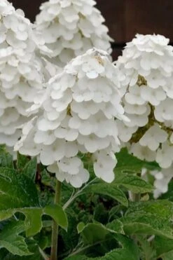 Queen Of Hearts Oakleaf Hydrangea - 3 Gallon Pot -Flowers World Shop hydrangea quercifolia queen of hearts 3
