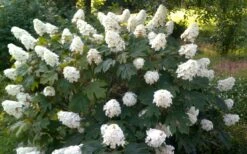 Queen Of Hearts Oakleaf Hydrangea - 3 Gallon Pot -Flowers World Shop hydrangea quercifolia queen of hearts 4