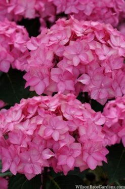 Let's Dance 'Can Do' Hydrangea - 3 Gallon Pot -Flowers World Shop hydrangea serrata lets dance can do 2