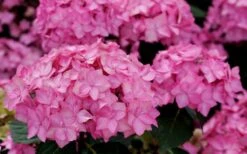 Let's Dance 'Can Do' Hydrangea - 3 Gallon Pot -Flowers World Shop hydrangea serrata lets dance can do 3