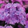 Let's Dance 'Can Do' Hydrangea - 2 Gallon Pot -Flowers World Shop hydrangea serrata lets dance can do 5 1