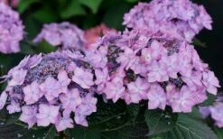 Let's Dance 'Can Do' Hydrangea - 3 Gallon Pot -Flowers World Shop hydrangea serrata lets dance can do 7