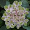 Painters Pallet Hydrangea - 1 Gallon Pot -Flowers World Shop hydrangea serrata painters palette 1